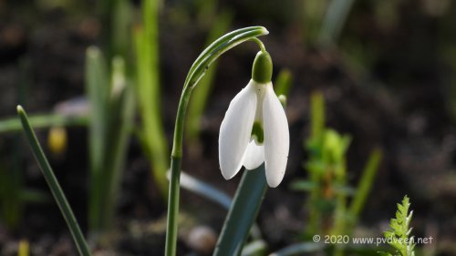 De lente komt