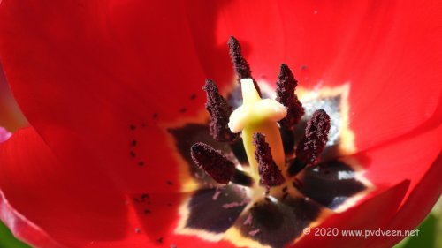 Tulp 2