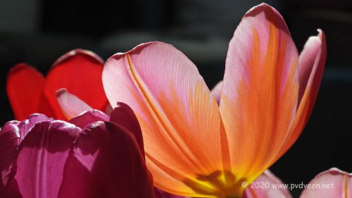 Bosje tulpen