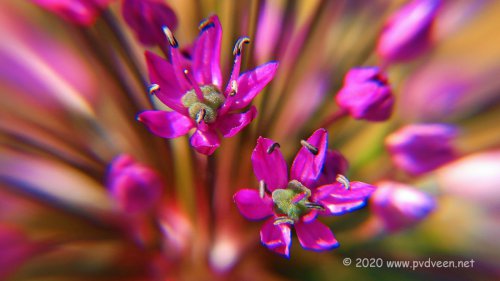 Allium bloemetjes
