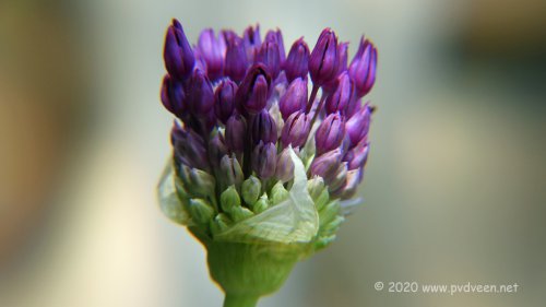 Uit de knop