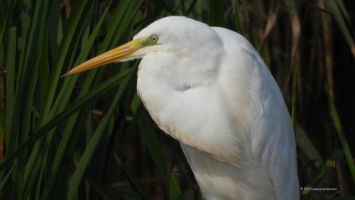 Kleine zilverreiger