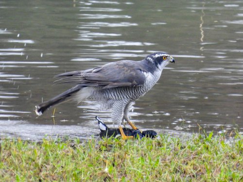 Sperwer met verdronken meerkoet